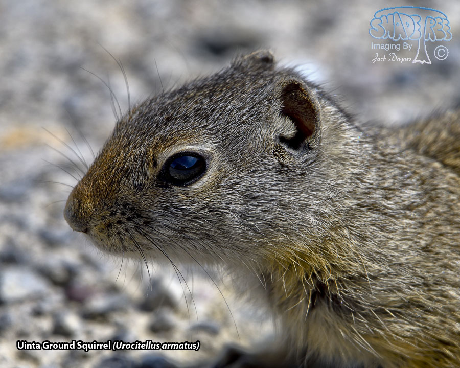 Uinta Ground Squirrel - Urocitellus armatus