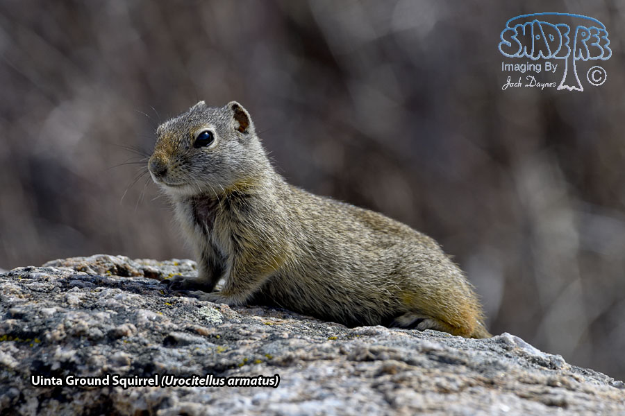 Uinta Ground Squirrel - Urocitellus armatus