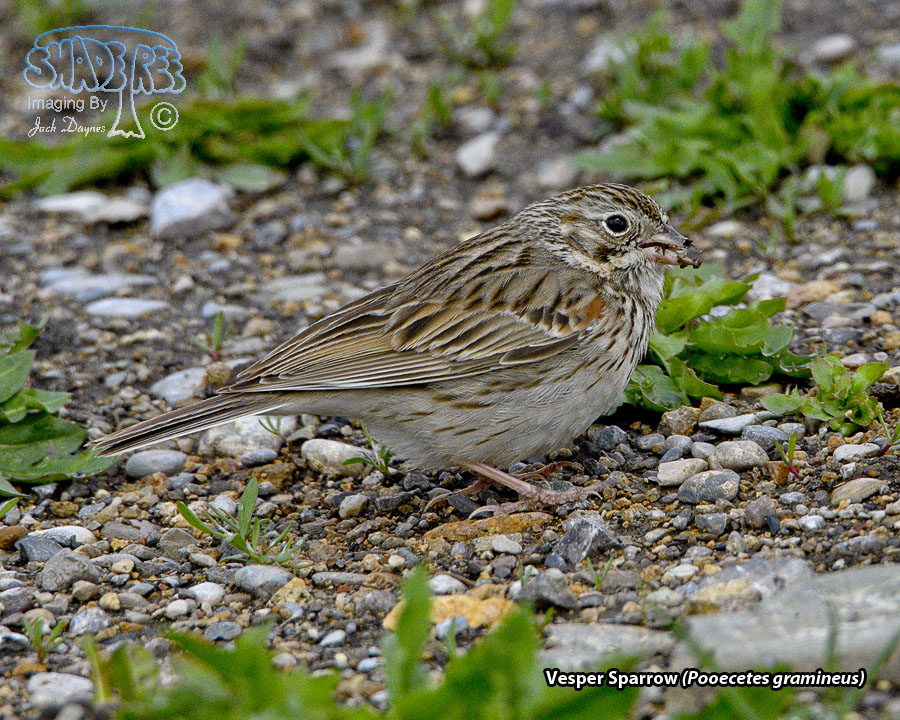Vesper Sparrow - Pooecetes gramineus