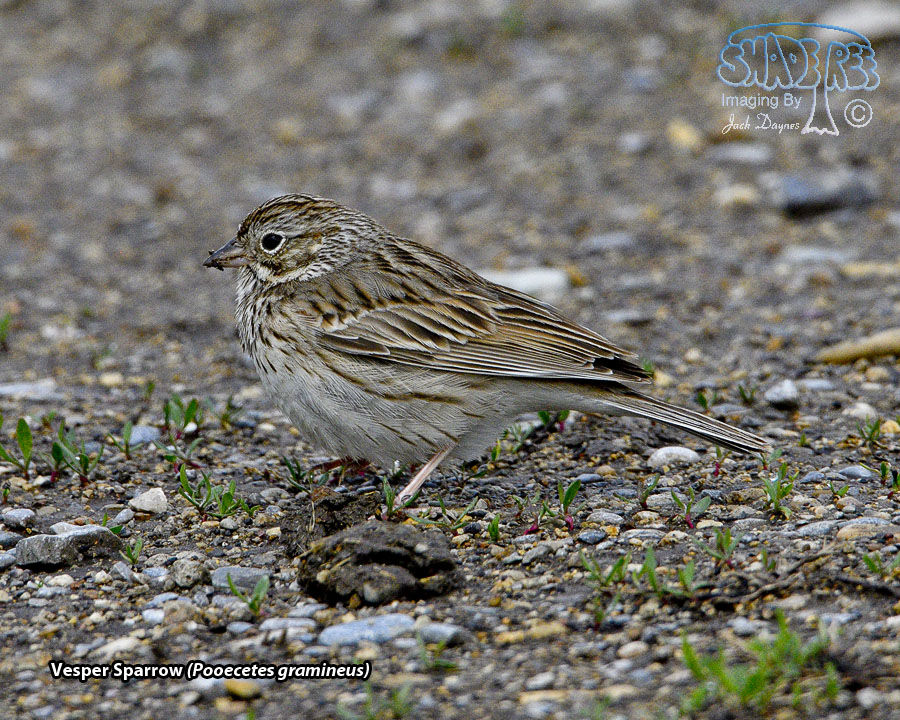 Vesper Sparrow - Pooecetes gramineus