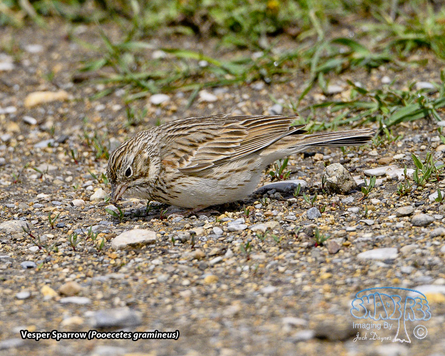 Vesper Sparrow - Pooecetes gramineus