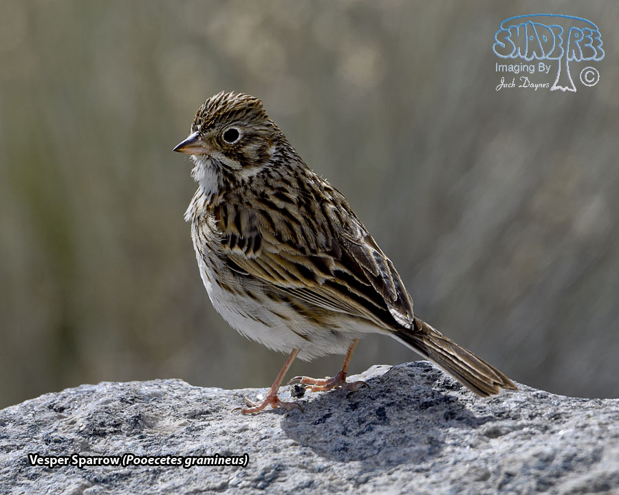 Vesper Sparrow - Pooecetes gramineus