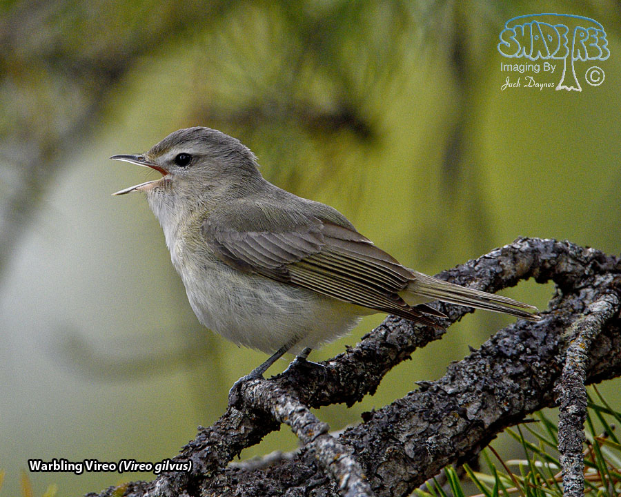 Warbling Vireo - Vireo gilvus
