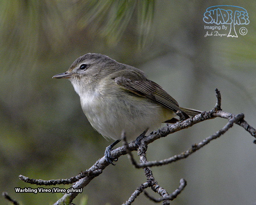 Warbling Vireo - Vireo gilvus