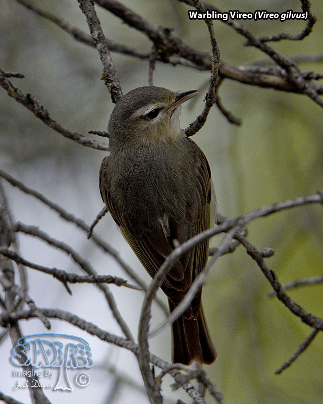 Warbling Vireo - Vireo gilvus