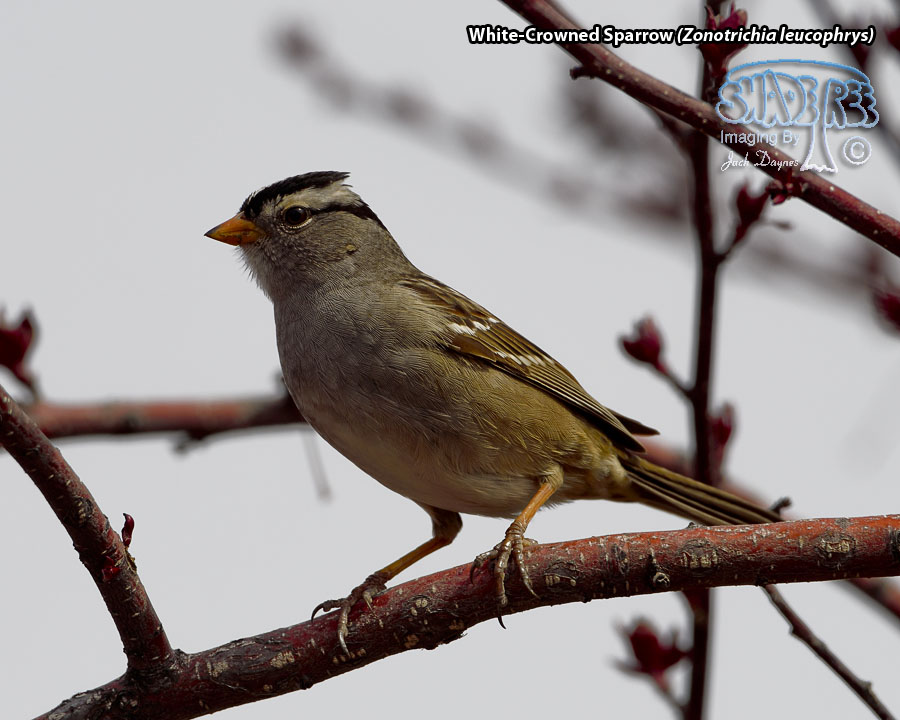 White-Crowned Sparrow - Zonotrichia leucophrys