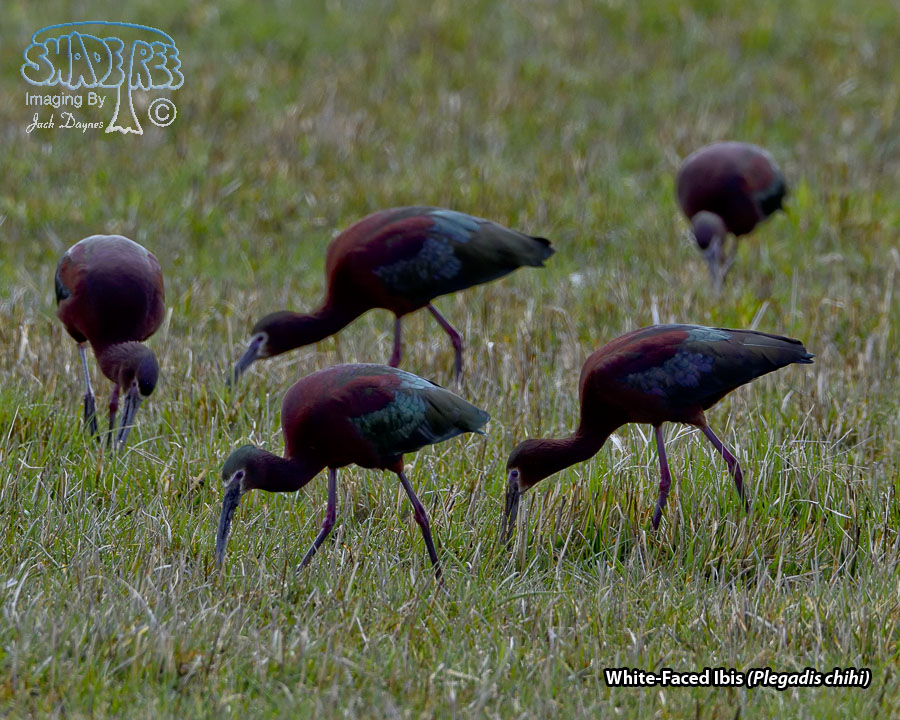 White-Faced Ibis - Plegadis chihi