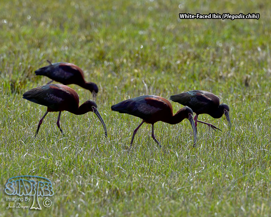 White-Faced Ibis - Plegadis chihi