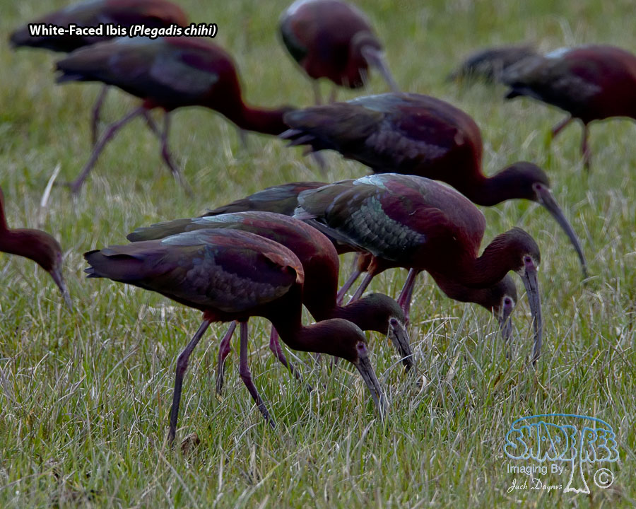 White-Faced Ibis - Plegadis chihi