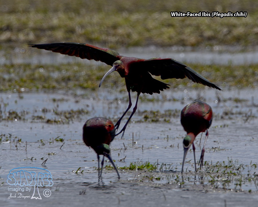 White-Faced Ibis - Plegadis chihi