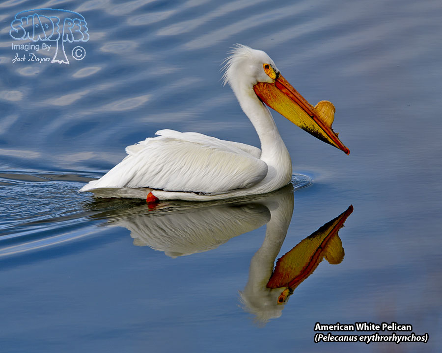 American White Pelican - Pelecanus erythrorhynchos