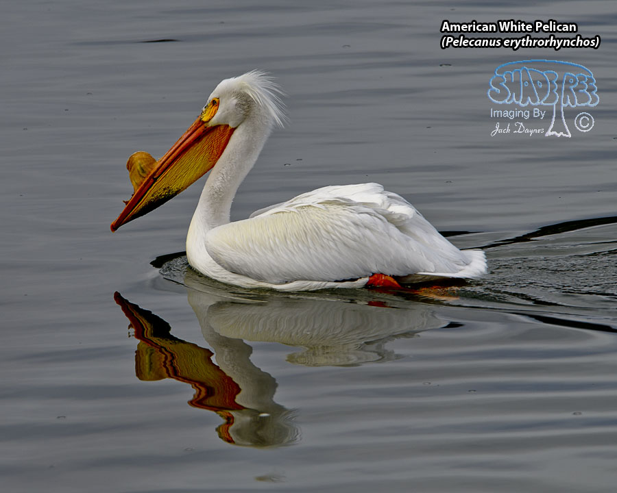 American White Pelican - Pelecanus erythrorhynchos