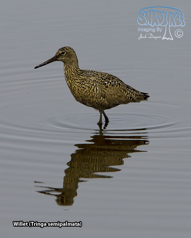 Willet - Tringa semipalmata