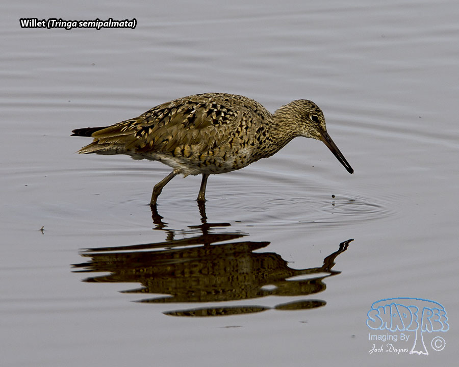 Willet - Tringa semipalmata