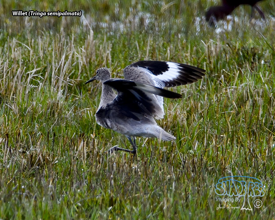 Willet - Tringa semipalmata