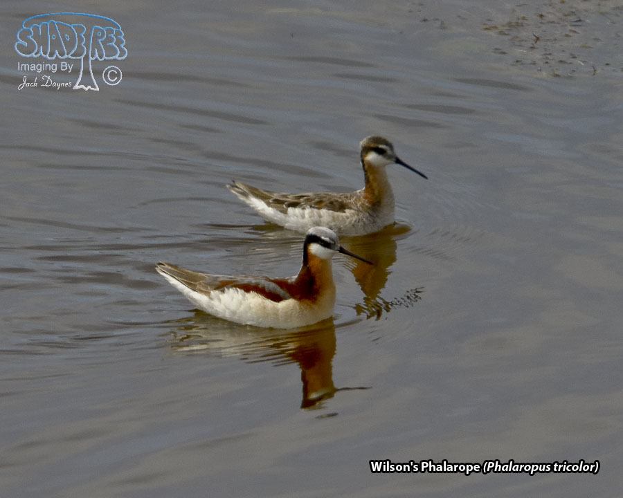 Wilson's Phalarope - Phalaropus tricolor