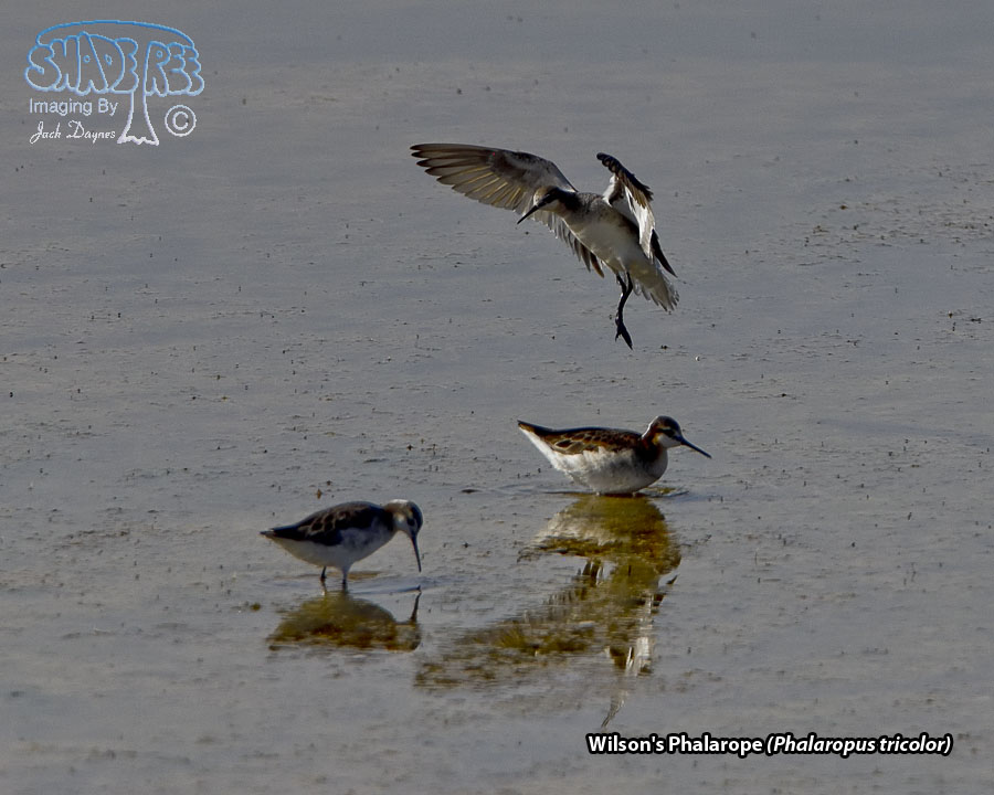 Wilson's Phalarope - Phalaropus tricolor