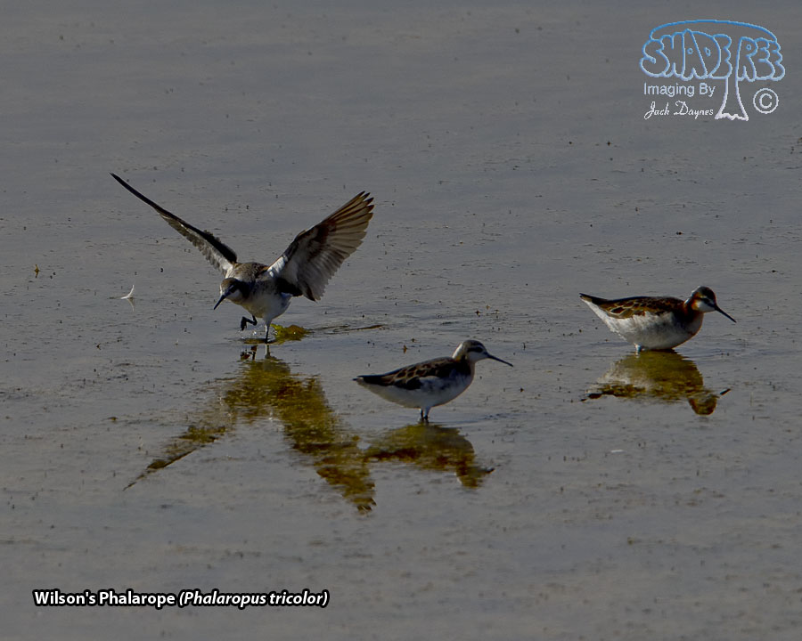 Wilson's Phalarope - Phalaropus tricolor