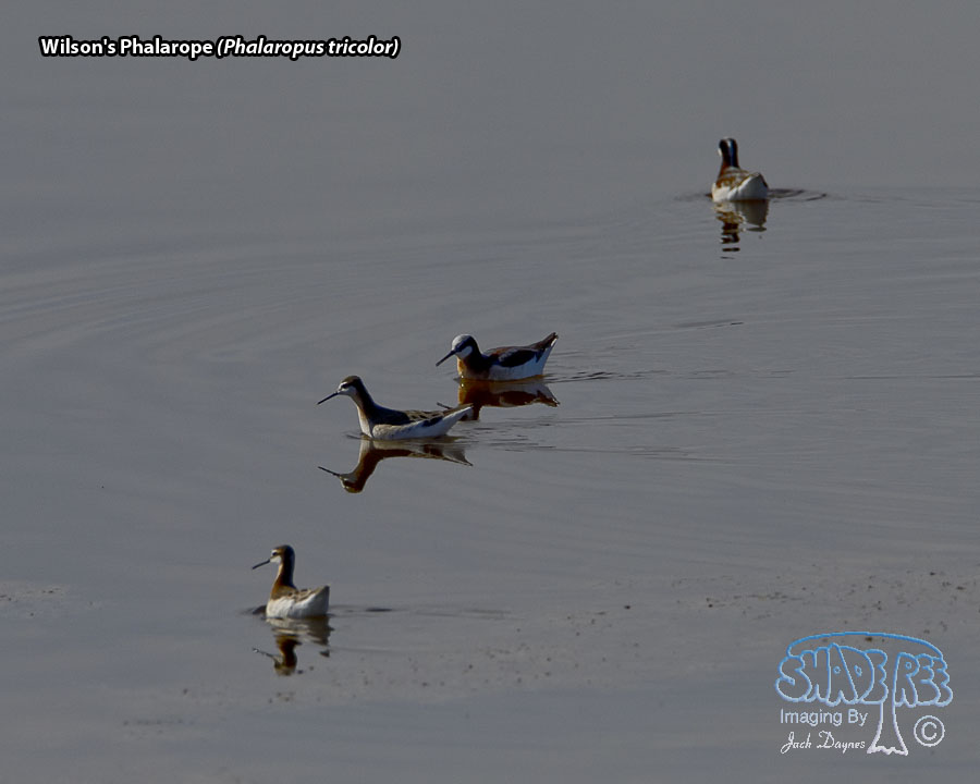 Wilson's Phalarope - Phalaropus tricolor