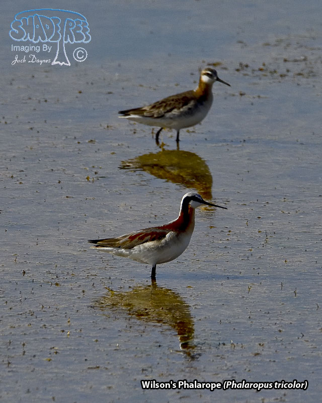 Wilson's Phalarope - Phalaropus tricolor