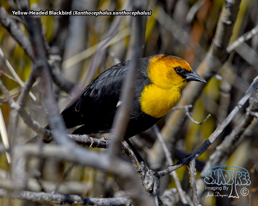 Yellow-Headed Blackbird - Xanthocephalus xanthocephalus