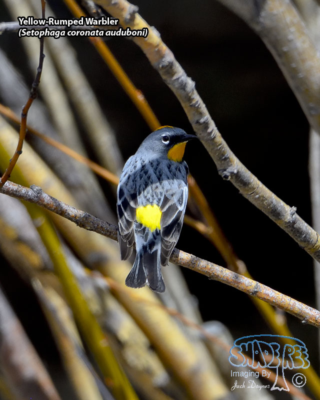 Yellow-Rumped Warbler - Setophaga coronata auduboni