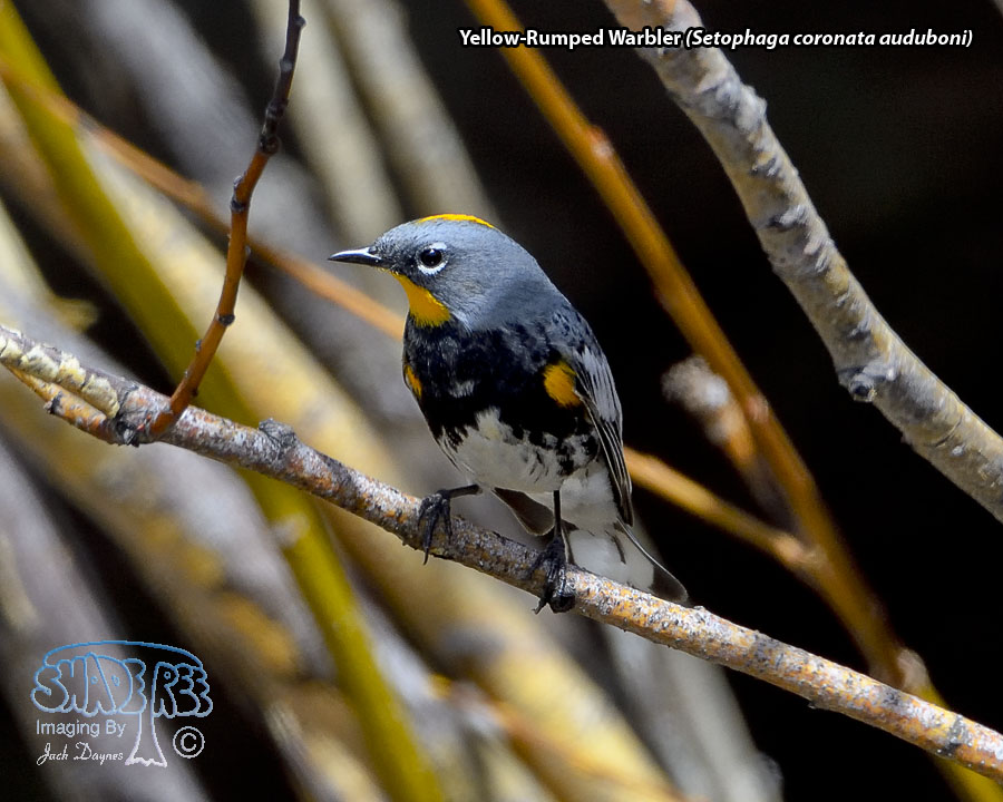 Yellow-Rumped Warbler - Setophaga coronata auduboni