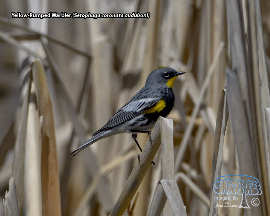 Yellow-Rumped Warbler - Setophaga coronata auduboni