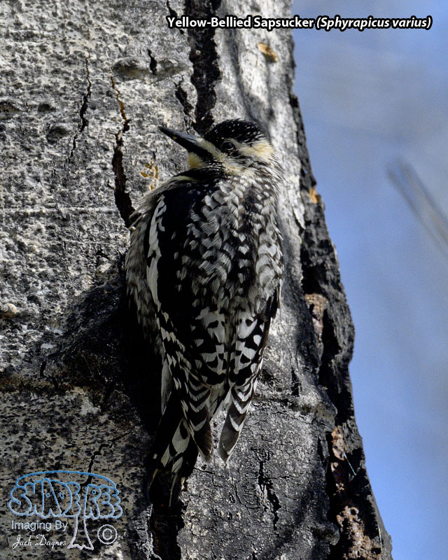 Yellow-Bellied Sapsucker - Sphyrapicus varius