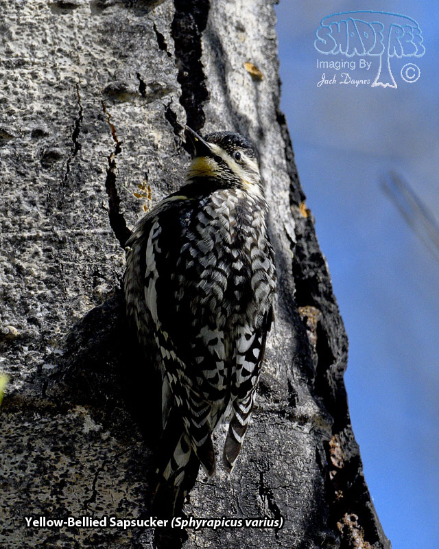 Yellow-Bellied Sapsucker - Sphyrapicus varius