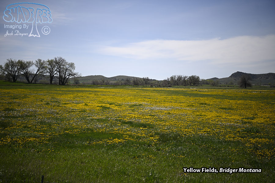 Yellow Fields - Scenery