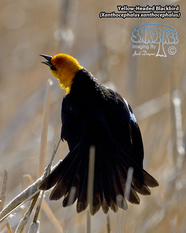 Yellow-Headed Blackbird - Xanthocephalus xanthocephalus