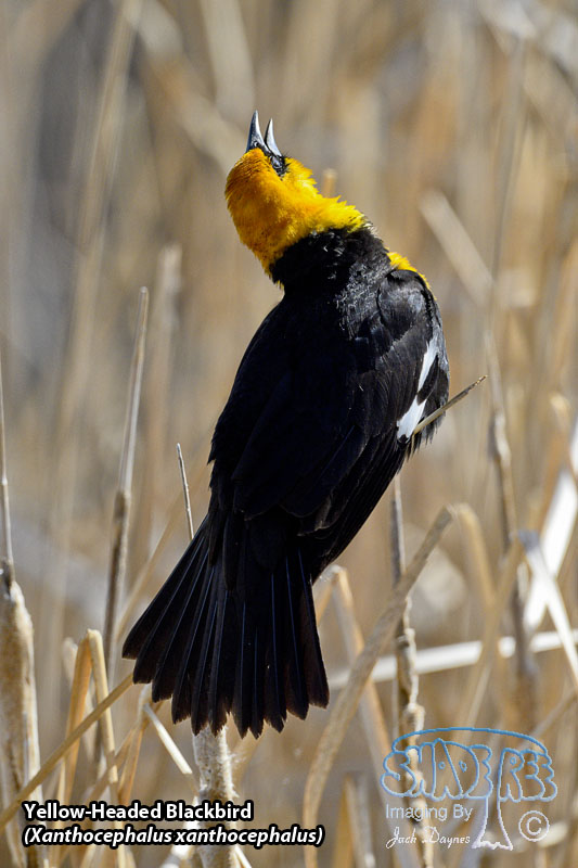 Yellow-Headed Blackbird - Xanthocephalus xanthocephalus