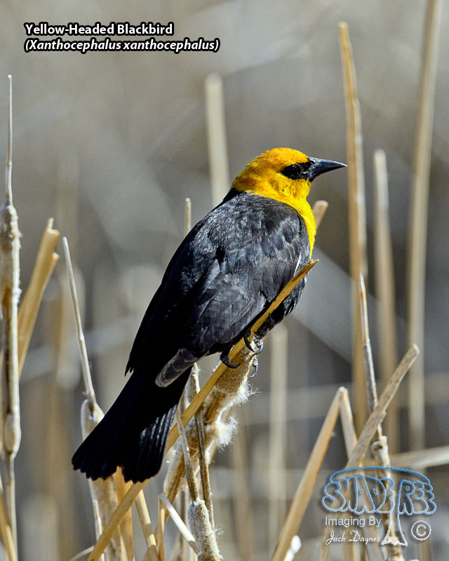 Yellow-Headed Blackbird - Xanthocephalus xanthocephalus
