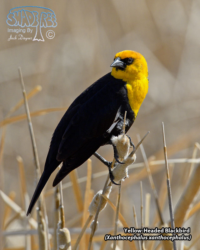Yellow-Headed Blackbird - Xanthocephalus xanthocephalus