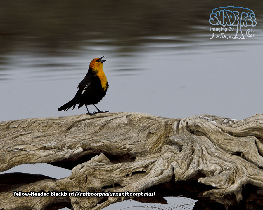 Yellow-Headed Blackbird - Xanthocephalus xanthocephalus