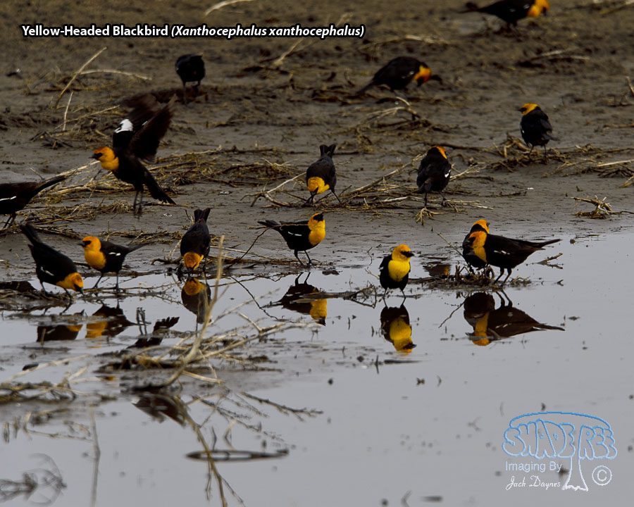Yellow-Headed Blackbird - Xanthocephalus xanthocephalus