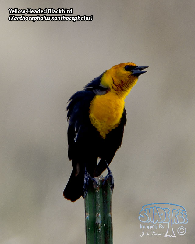 Yellow-Headed Blackbird - Xanthocephalus xanthocephalus