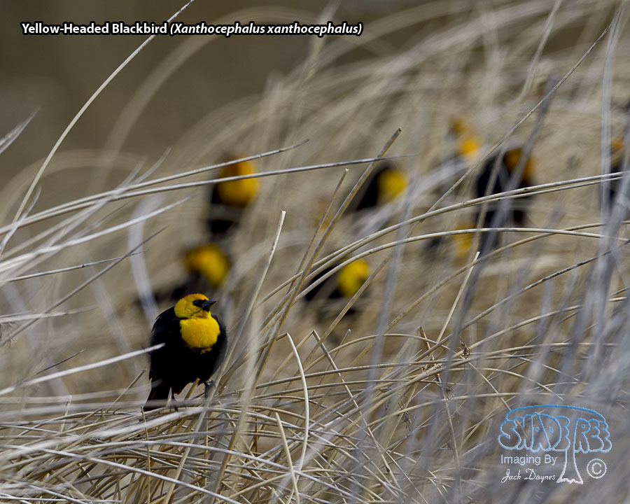 Yellow-Headed Blackbird - Xanthocephalus xanthocephalus