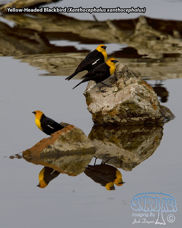 Yellow-Headed Blackbird - Xanthocephalus xanthocephalus