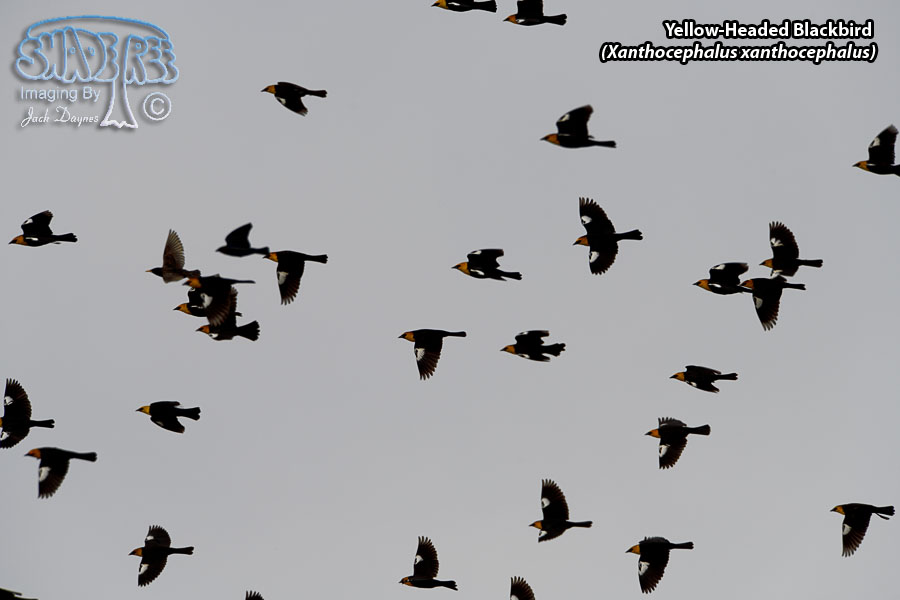 Yellow-Headed Blackbird - Xanthocephalus xanthocephalus