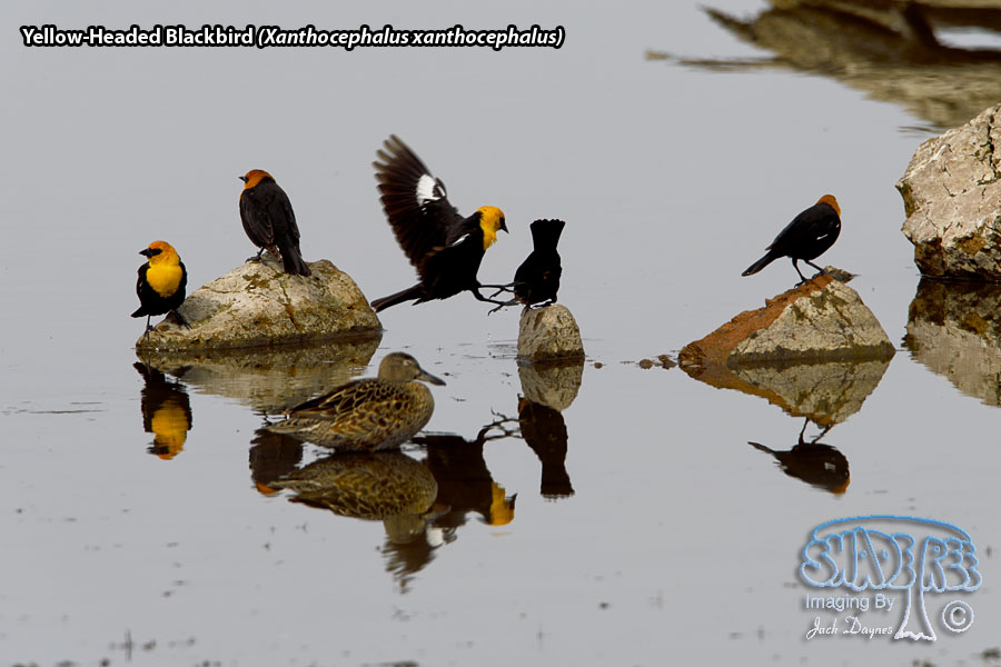 Yellow-Headed Blackbird - Xanthocephalus xanthocephalus
