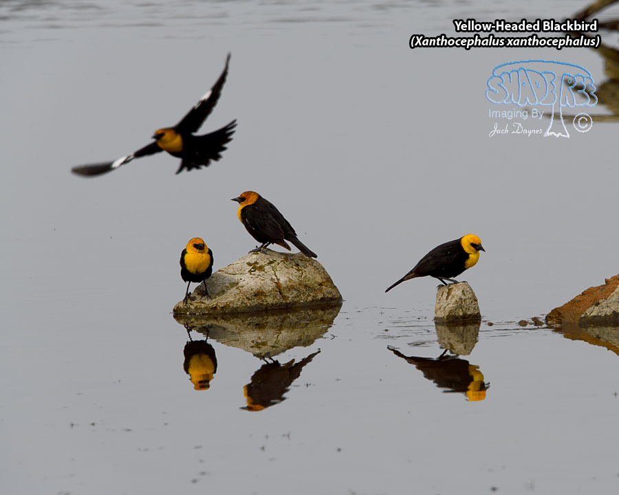 Yellow-Headed Blackbird - Xanthocephalus xanthocephalus