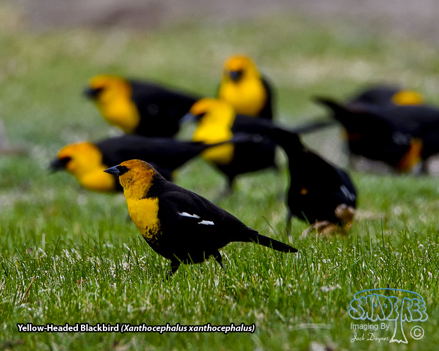 Yellow-Headed Blackbird - Xanthocephalus xanthocephalus