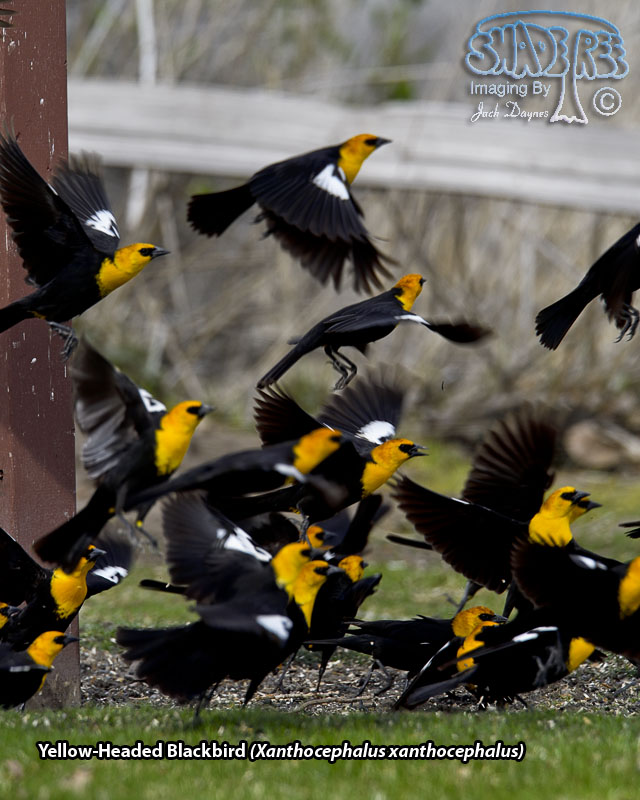Yellow-Headed Blackbird - Xanthocephalus xanthocephalus