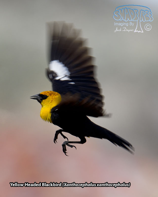 Yellow-Headed Blackbird - Xanthocephalus xanthocephalus