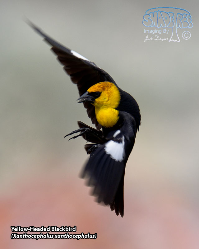 Yellow-Headed Blackbird - Xanthocephalus xanthocephalus