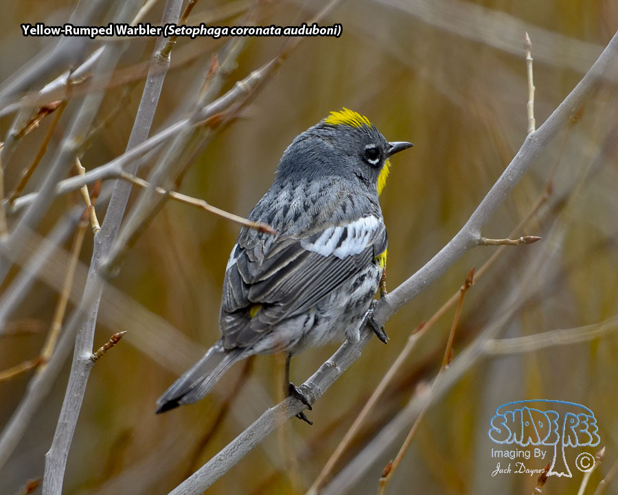 Yellow-Rumped Warbler - Setophaga coronata auduboni