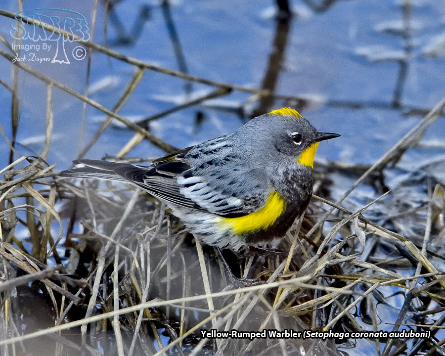 Yellow-Rumped Warbler - Setophaga coronata auduboni