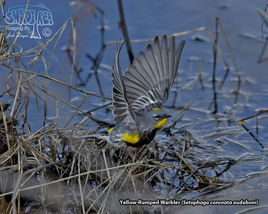 Yellow-Rumped Warbler - Setophaga coronata auduboni